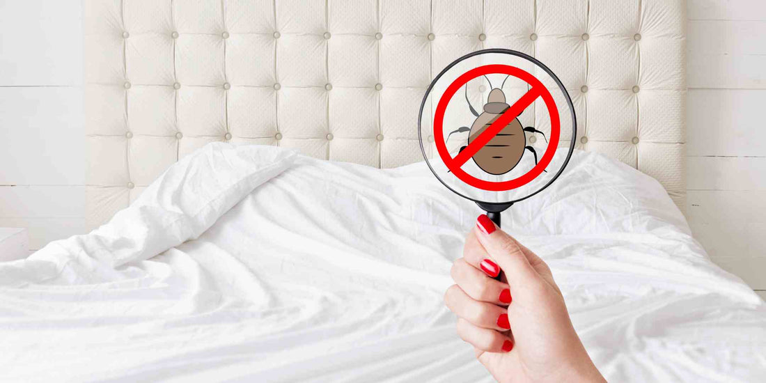 How to Get Rid of BedBugs on Mattress